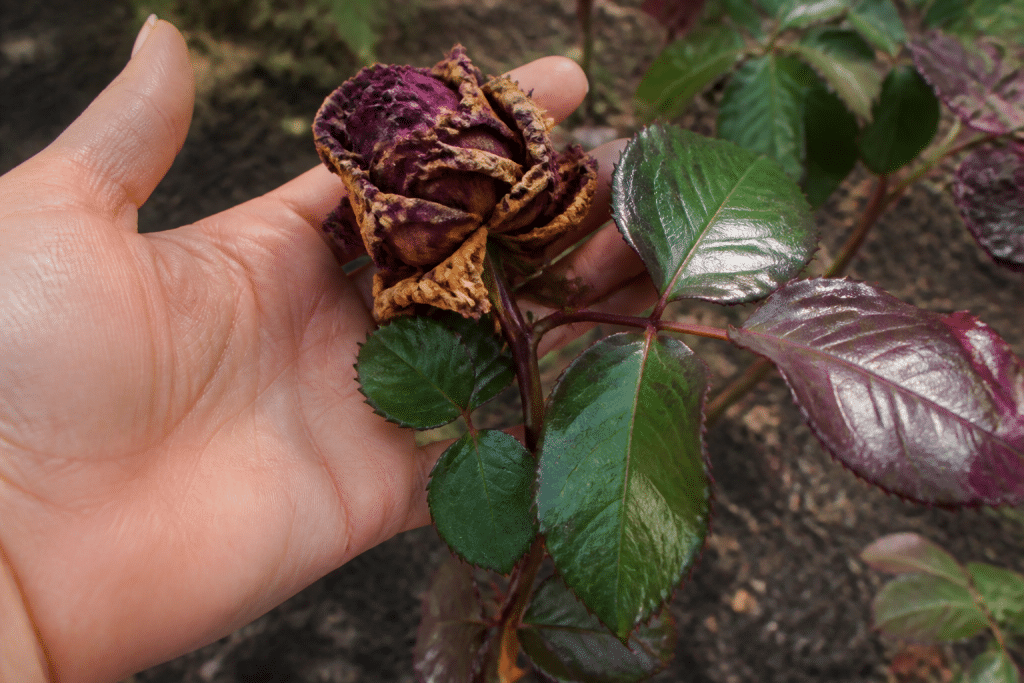 Main rose seche avec feuilles roses et vertes brillantes.