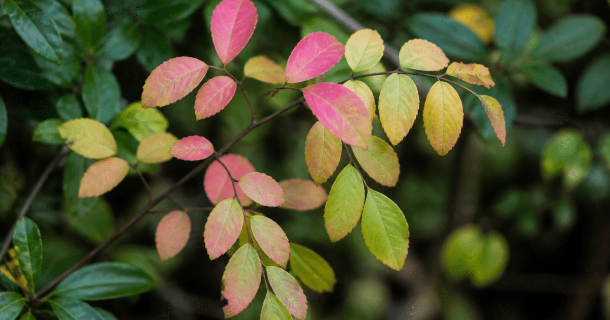 Feuilles roses devenant jaunes sur branche verte