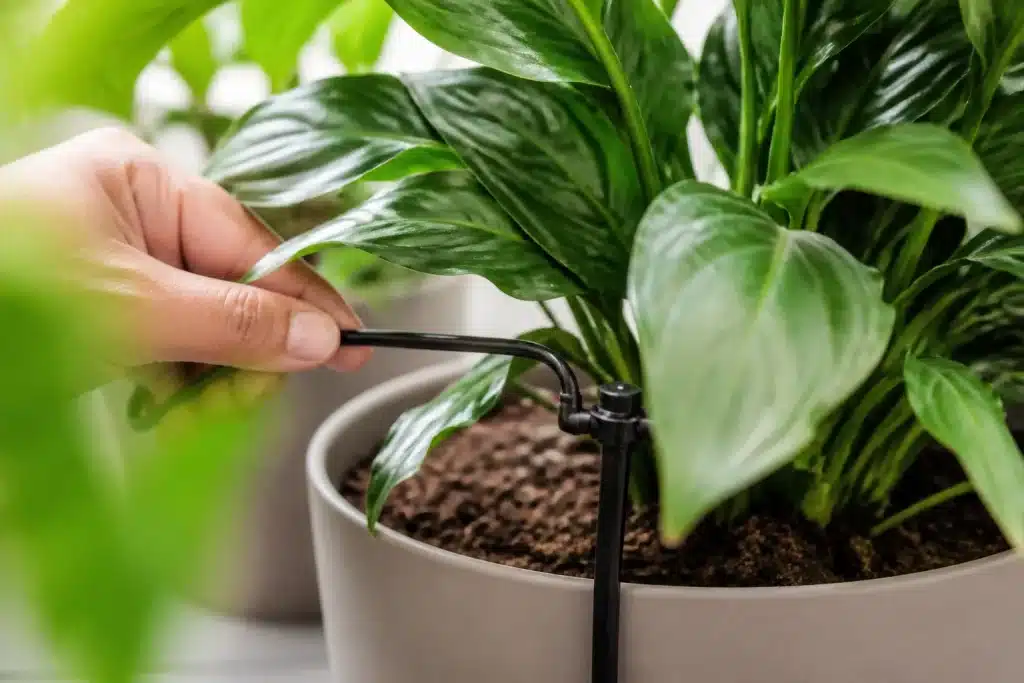 Systeme goutte-a-goutte delivrant eau directement aux plantes vertes