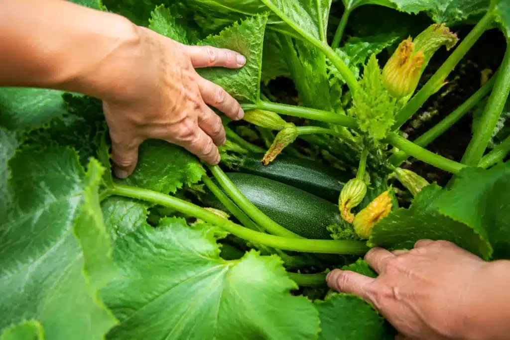 Mains ecartant feuilles vertes pour inspecter courgettes cachees