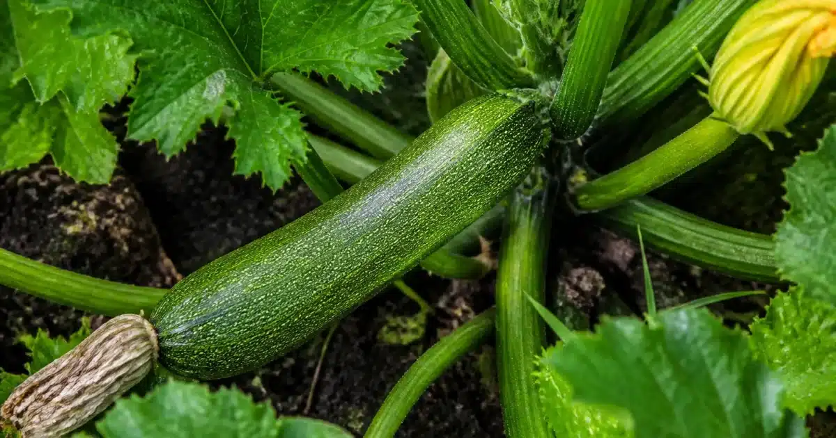 Main tenant courgette verte immature sur plant potager