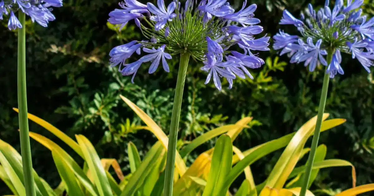 Plante agapanthe avec feuillage jauni pendant droits sur tige verte
