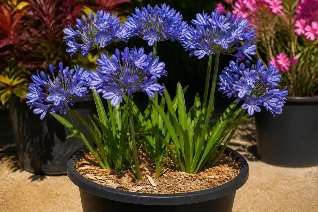 Fleurs bleues agapanthes en pot avec paillis léger