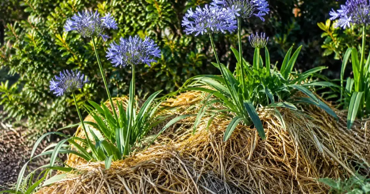 Plantes agapanthes couvertes de paille protectrice avant hiver
