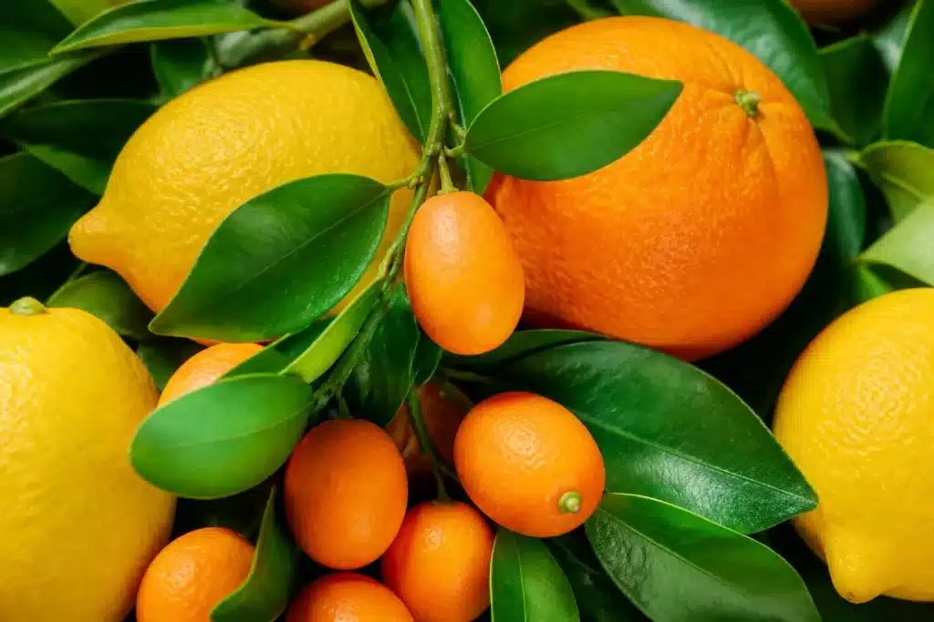 Agrumes varies citron orange kumquat feuilles vertes