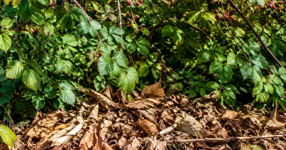 Amas de feuilles seches au pied de ronces denses