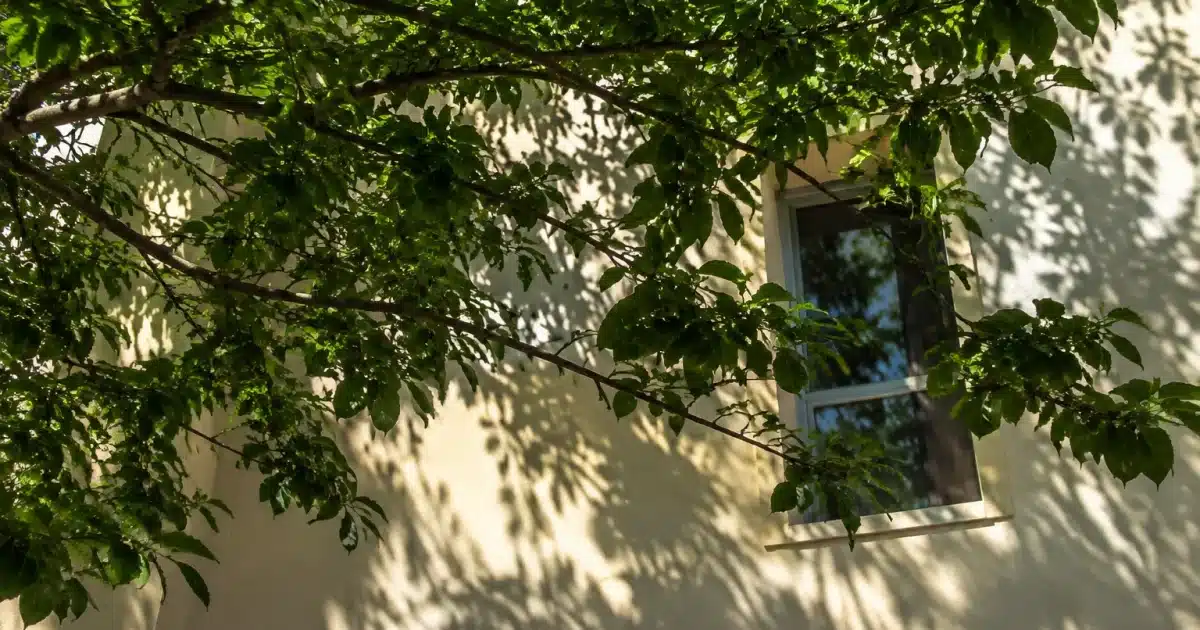 Branches d'arbre bloquant la lumière du soleil sur une facade de maison
