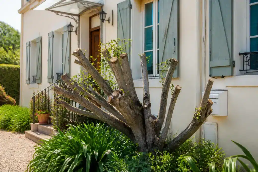 Arbre taillé devant maison avec documents juridiques