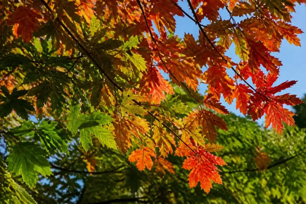 Arbres aux feuilles rouges et vertes changeantes