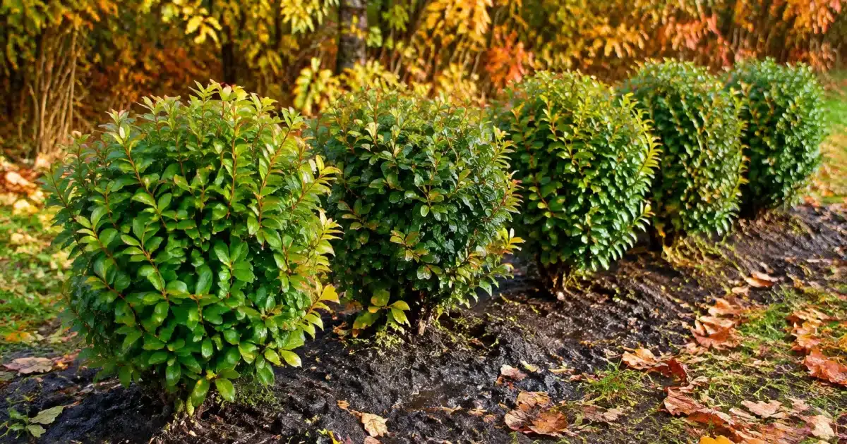 Cinq arbustes alignes dans terre humide automne