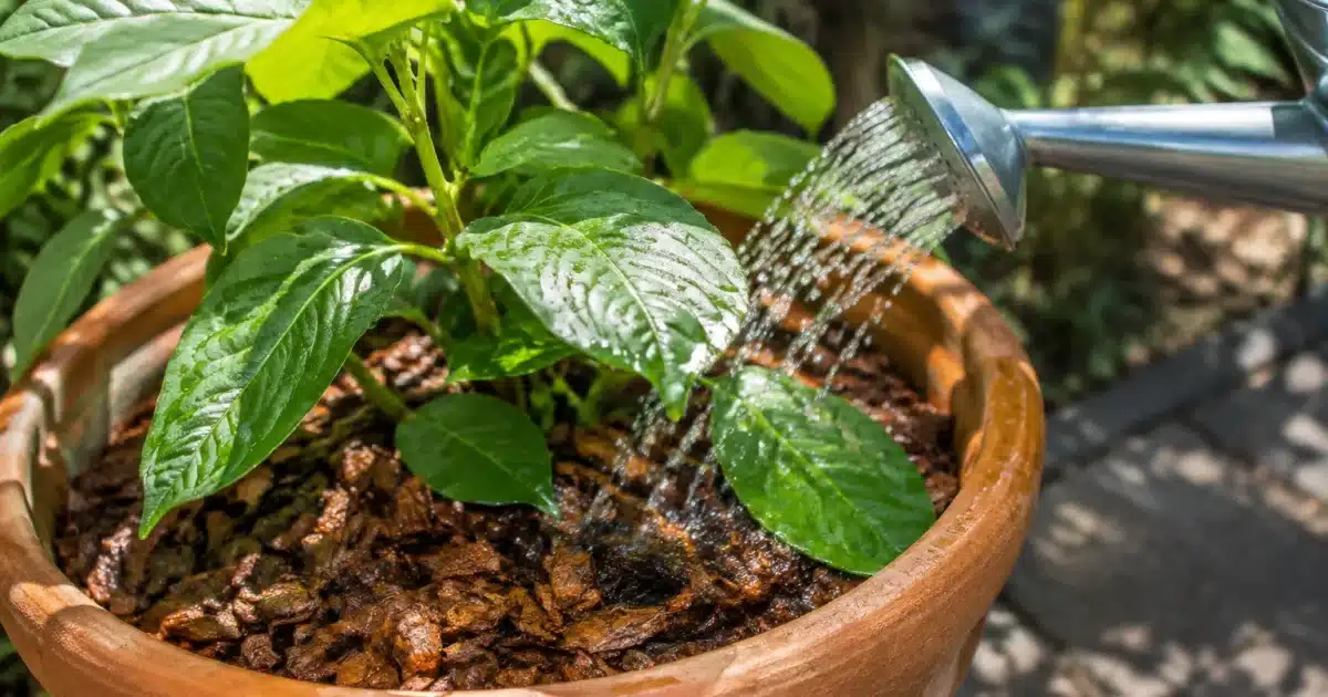 Mains arrosant plantes en pot avec paillis couvrant sol sec
