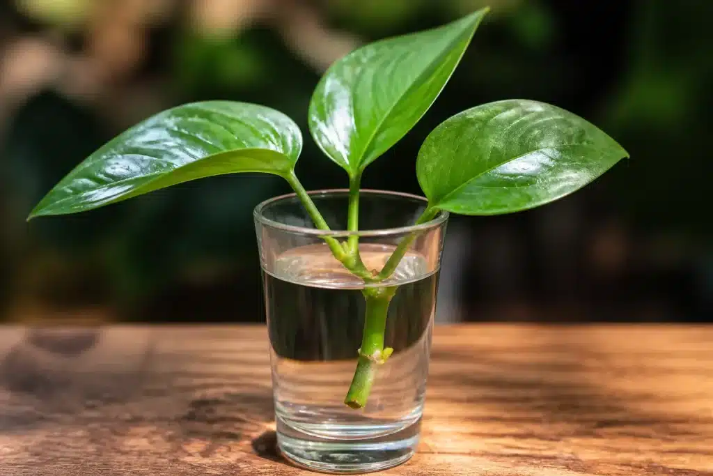 Bouture verte dans verre transparent rempli eau claire