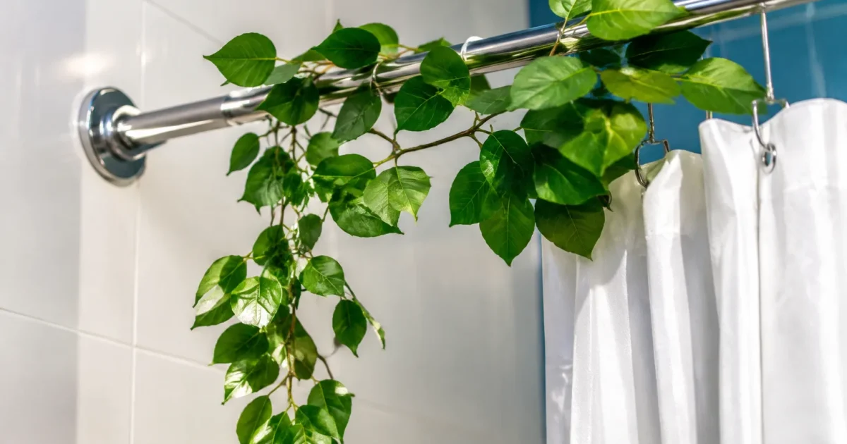 Branche feuillue accrochee a la barre de douche