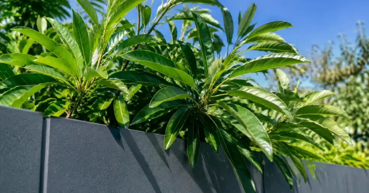 Branche de laurier-palme depassant au-dessus cloture separation avec ligne de coupe visible