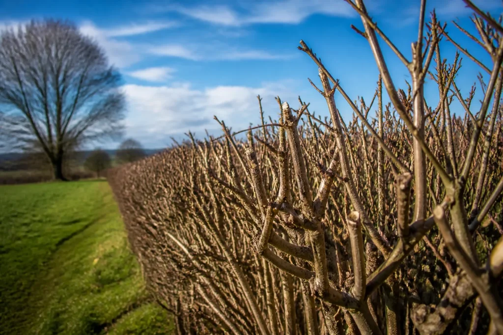 Branches nues d'une haie taillee en fin hiver