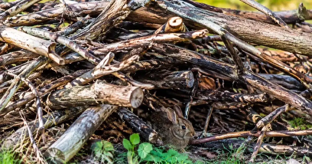 Amas de branches mortes empilees formant refuge isolant pour petits animaux