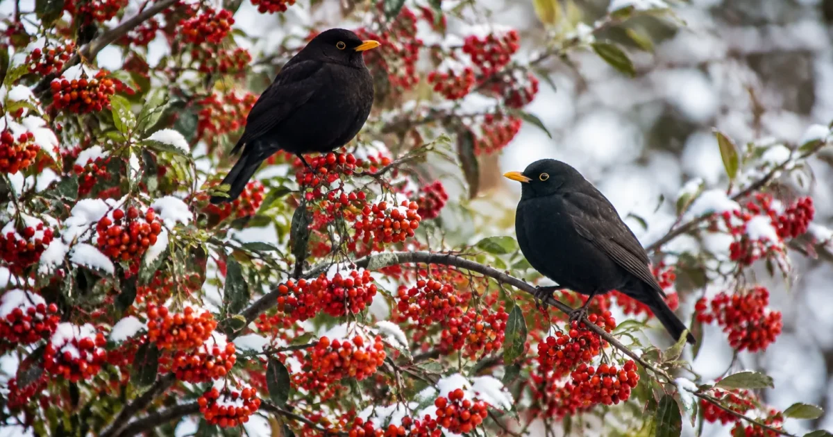Buissons charges de baies rouges oiseaux noirs perches hiver