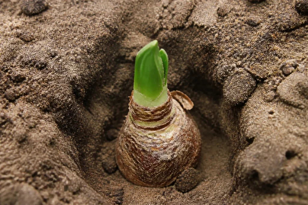 Bulbe enterre dans trou avec sable visible