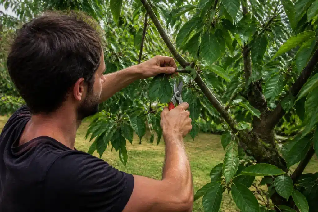 Jardinier coupant branches cerisier avec secateur fin ete