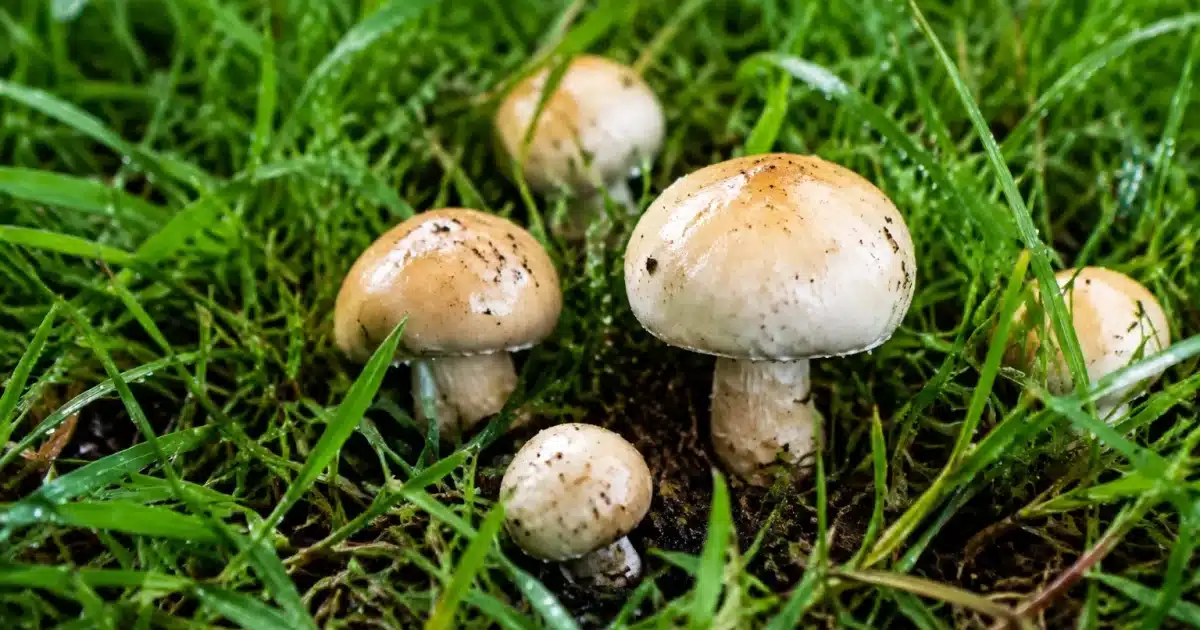 Petits champignons blancs et beiges emergent du gazon humide apres pluie