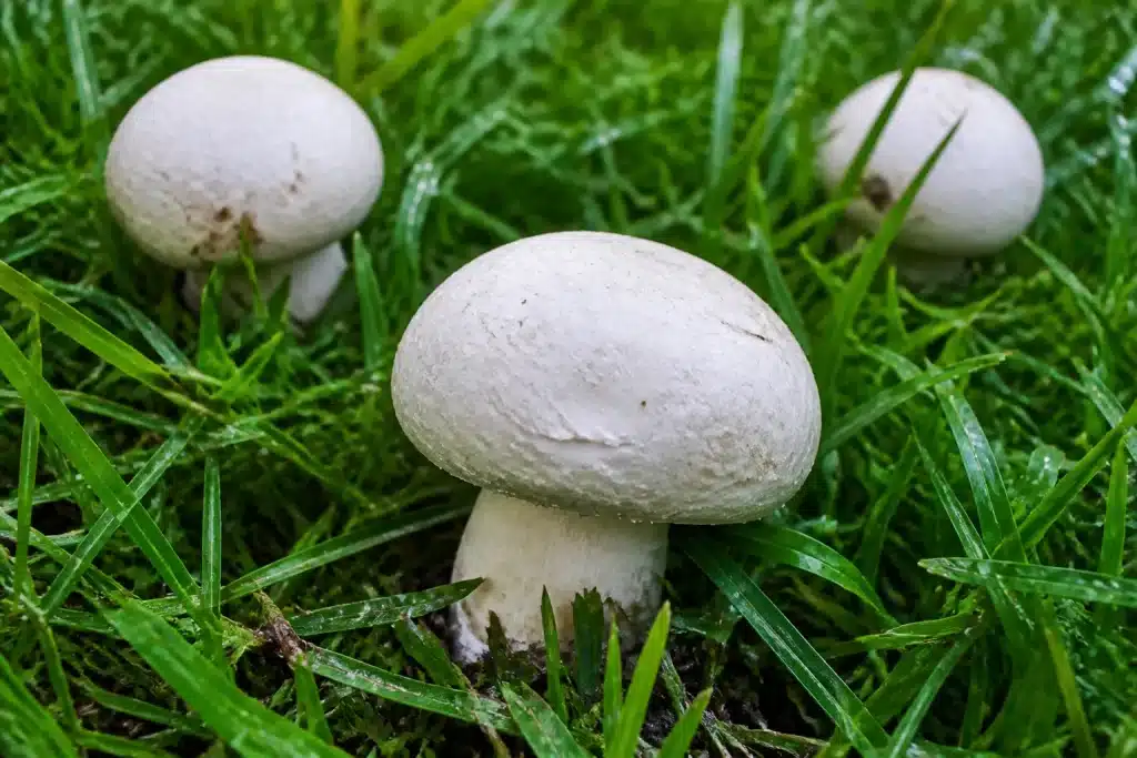 Champignons blancs poussant dans herbe verte humide