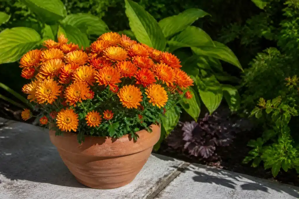 Chrysantheme en pot sous soleil pres massif ombrage