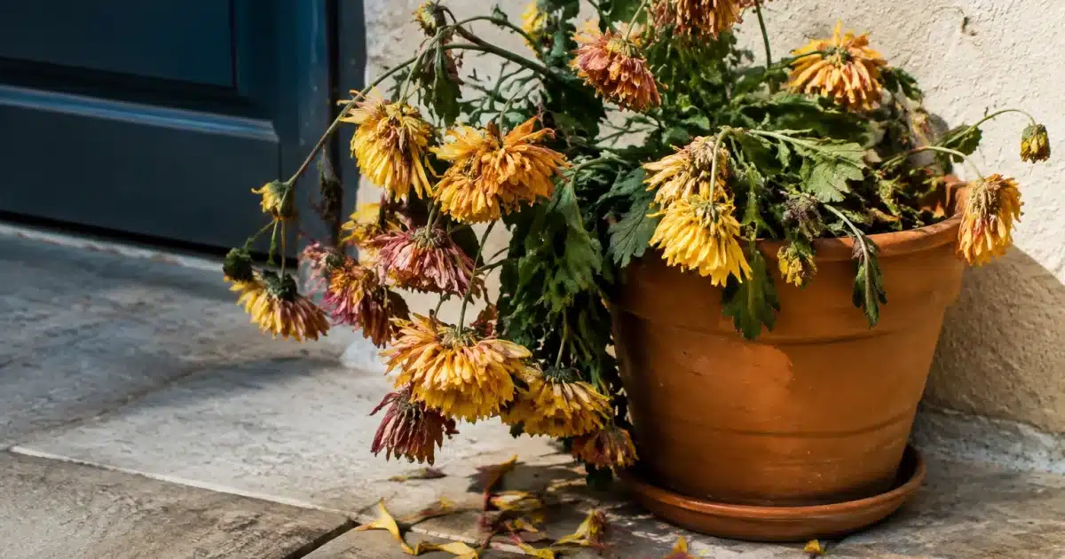 Chrysanthèmes fanés dans un pot, pétales tombés au sol, plante penchée vers le bas