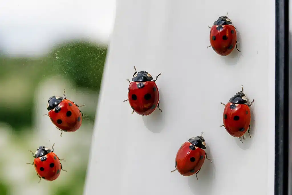 Coccinelles rouges ponctuees noires posees sur vitre blanche