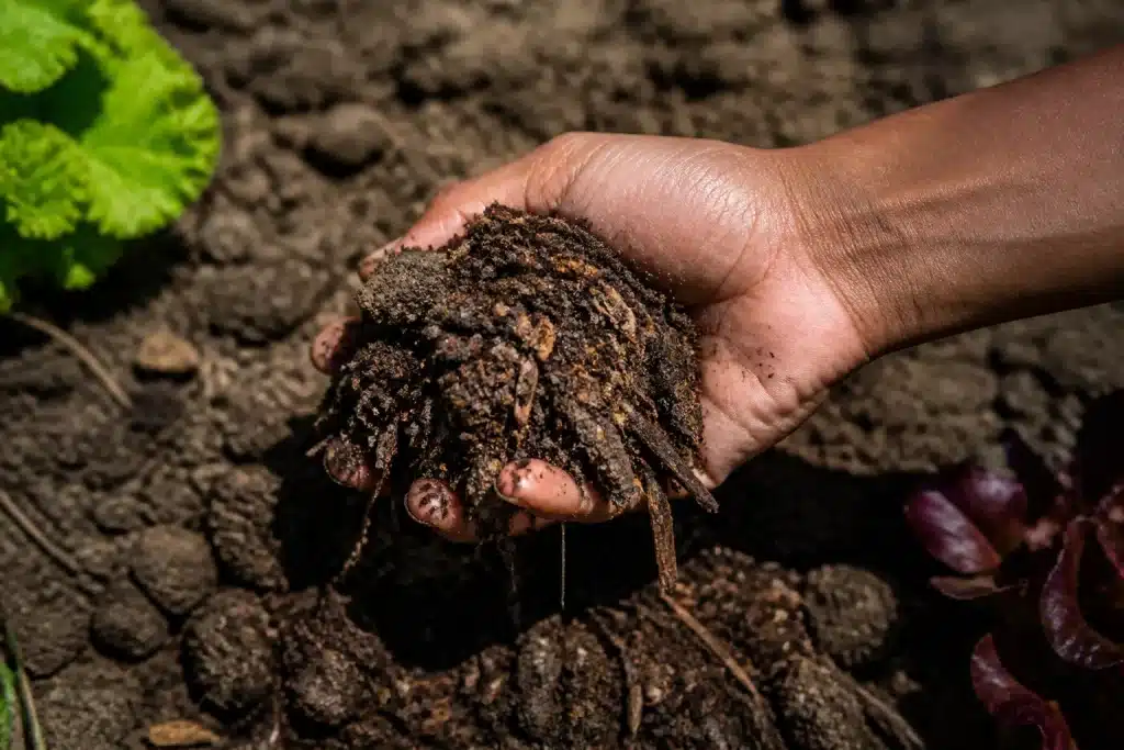 Main noire incorporant compost mature dans terre brune