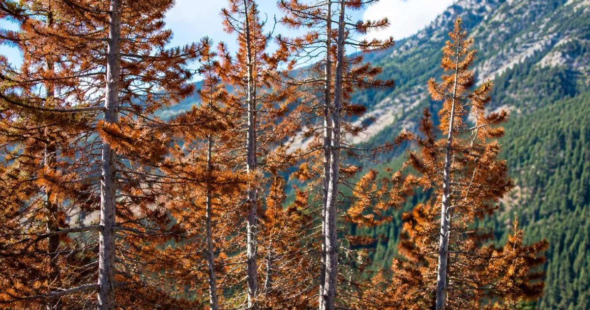 Coniferes feuilles marron brulees branches grises rigides verticales