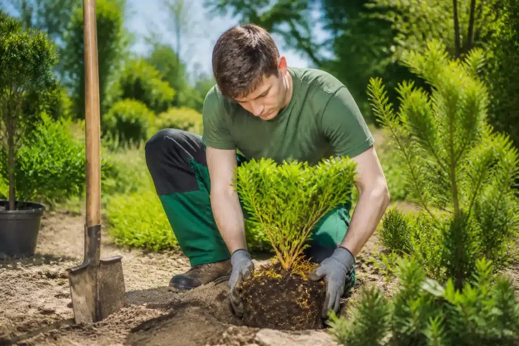 Jardinier courbant délicatement plant établi vers sol