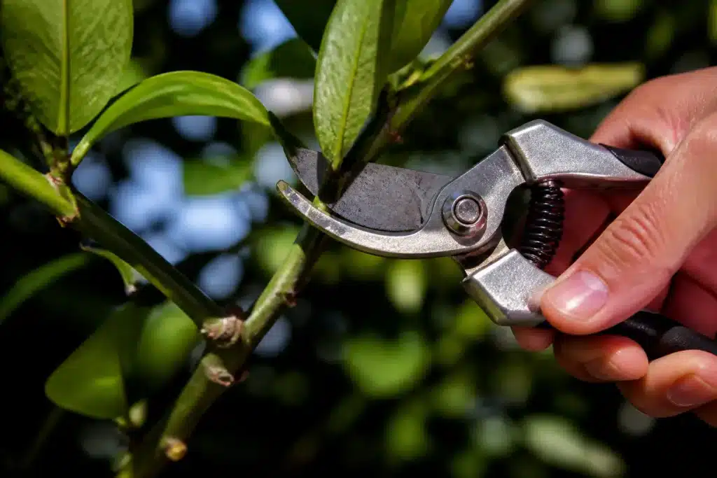 Secateur affute coupant branche verte nettement inclinee
