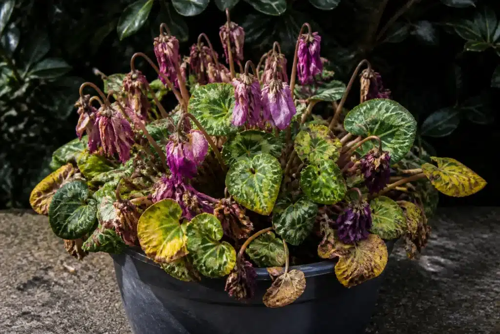 Cyclamen fané avec fleurs mortes et feuilles jaunes visibles