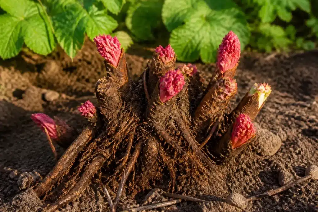 Rhizome de rhubarbe excavé montrant bourgeons périphériques vigoureux