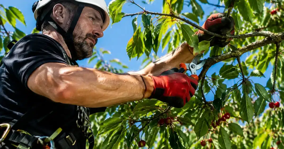 Arboriste elaguant branche cerisier avec secateur en fin d'ete