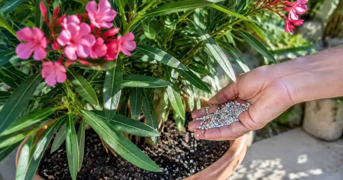 Mains versant engrais granulé sur laurier-rose en pot avant octobre