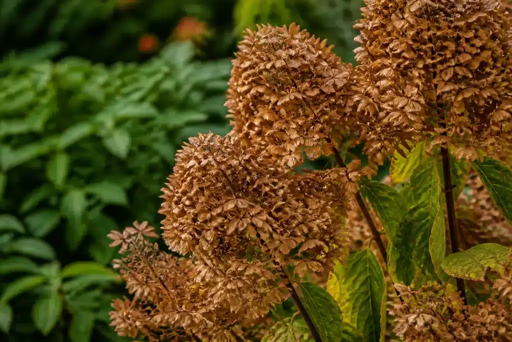 Arbuste avec fleurs fanées séchées après floraison estivale