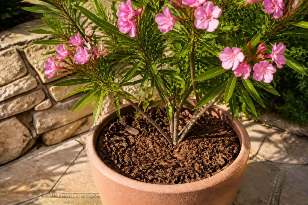 Arbuste laurier-rose en pot avec paillage protecteur marron
