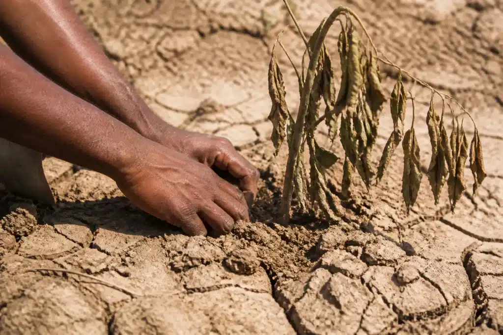 Mains binant sol sec près plante deshydratee