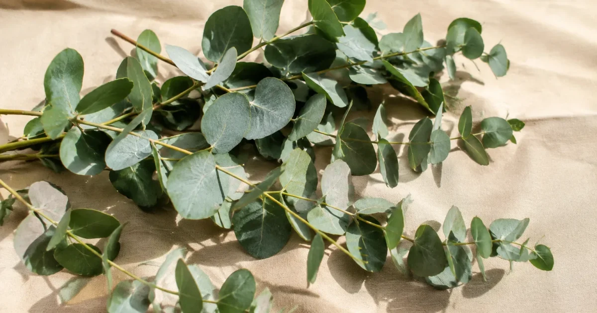 Brindilles eucalyptus vertes etalees sur serviette beige lisse