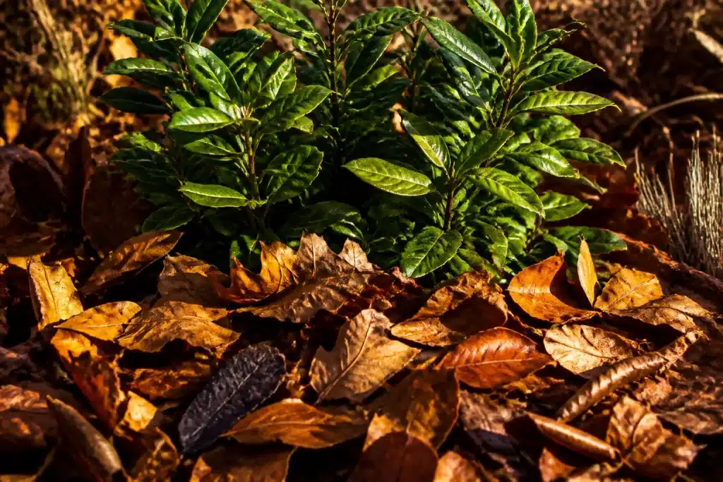 Feuilles mortes dorées protégeant la base des plantes hivernales