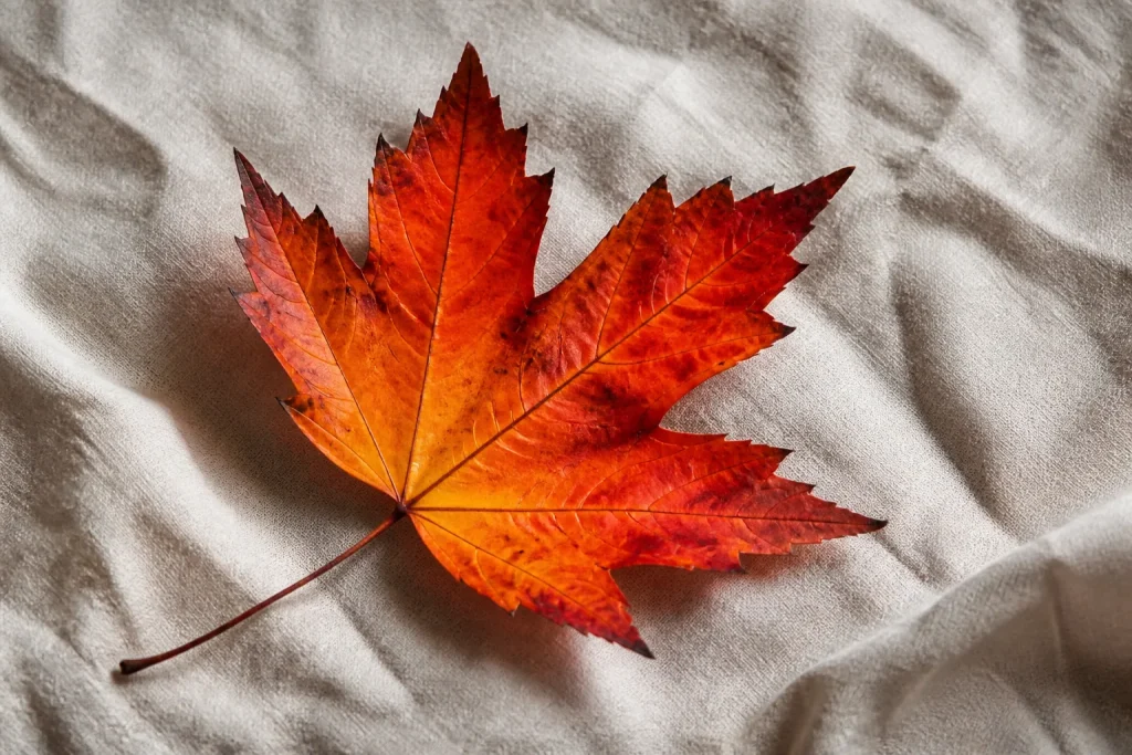 Feuille en flammes posee sur nappe coton