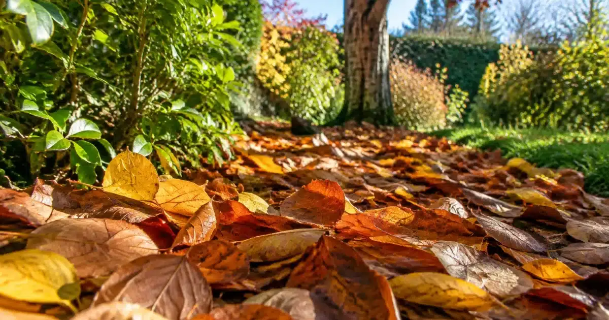 Feuilles mortes accumulees au sol dans jardin naturel