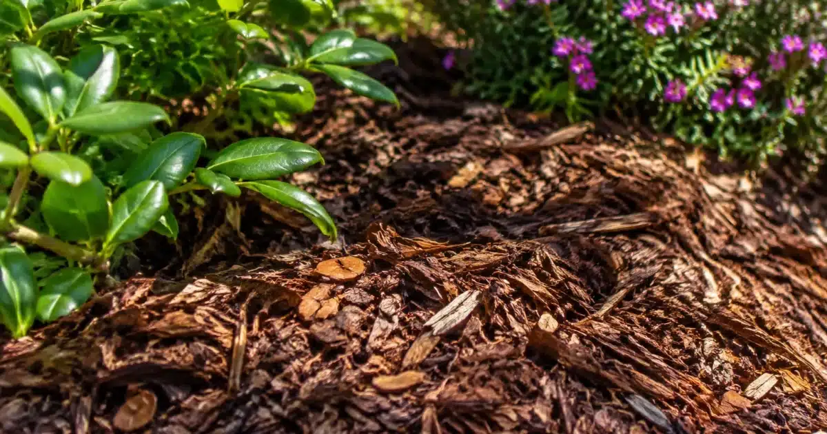 Tas de feuilles broyees disposees au sol pres de plantes