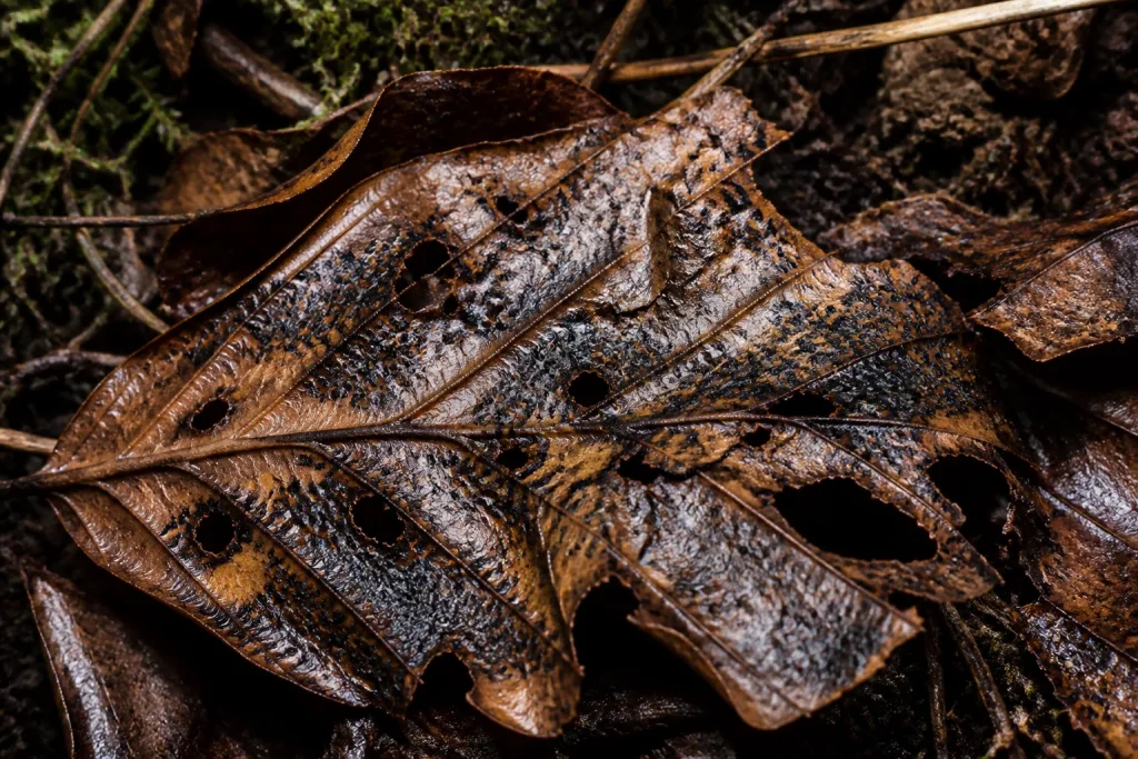 Feuilles brunes endommagees par champignons sur terre humide
