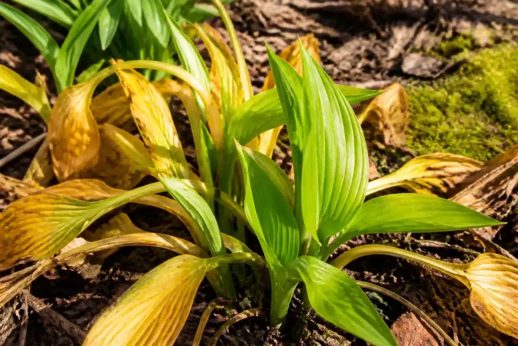 Feuilles jaunes base plante printemps nouvelle croissance verte