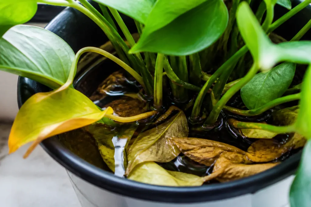 Feuilles molles avec eau stagnante au fond du pot