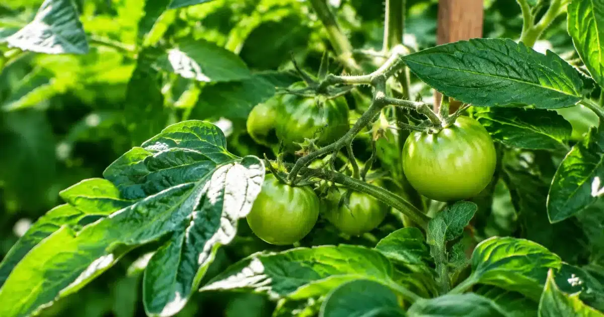 Mains pliant feuilles vertes autour tomates immatures sur plant