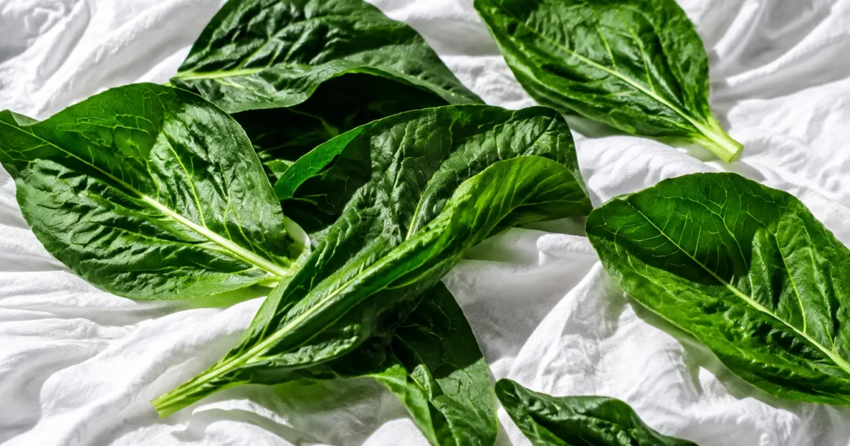 Feuilles vertes etalees sur drap blanc froisse