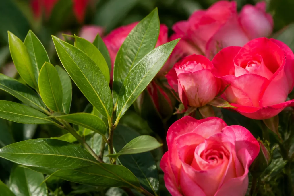 Feuilles vertes de laurier pres de roses fleuries